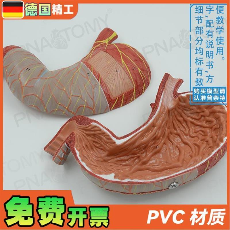 德国】人体内脏肠k胃解剖模型消化系统胃肠道胃黏膜食管教学消化 - 图0