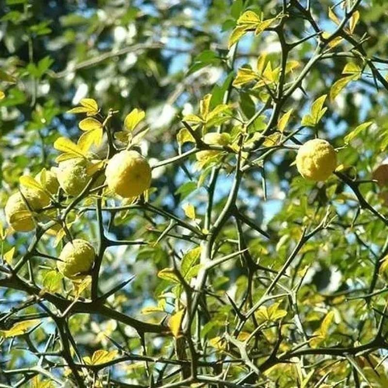 新采枸橘种子枳壳种籽子枸桔积壳树苗嫁接砧木香橙红桔橘篱笆四季 - 图2