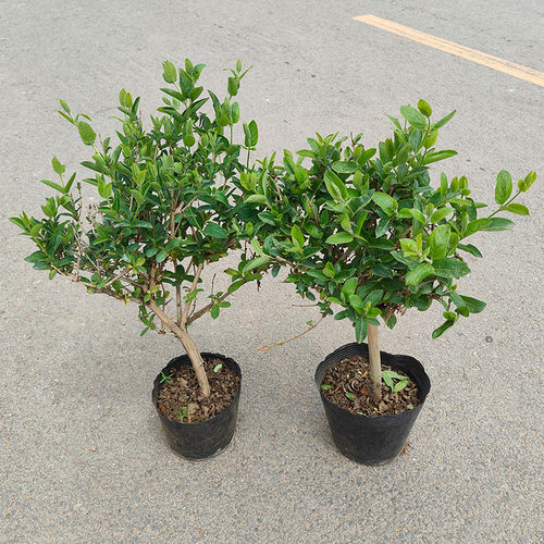 金银花树苗盆栽四季花可食用爬藤阳台庭院南方北方绿植花卉老桩 - 图0