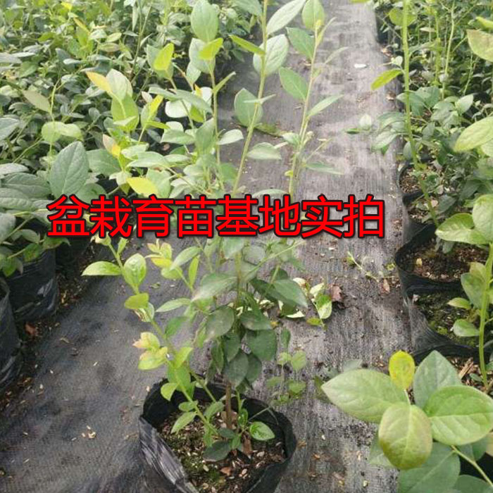 四季盆栽蓝莓苗室外南方北方地栽南方阳台带盆带土蓝莓树果树苗 - 图2