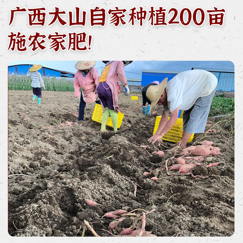 广西2020年新鲜板栗西瓜红心小山芋 香果时代番薯