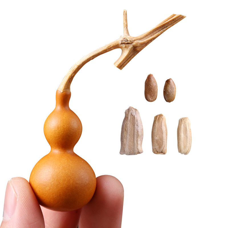 葫芦种苗把玩盆栽文玩葫芦籽种葫芦籽手捻小葫芦种子大全特大巨型,淘宝优惠券,粉丝福利购,淘宝优惠卷