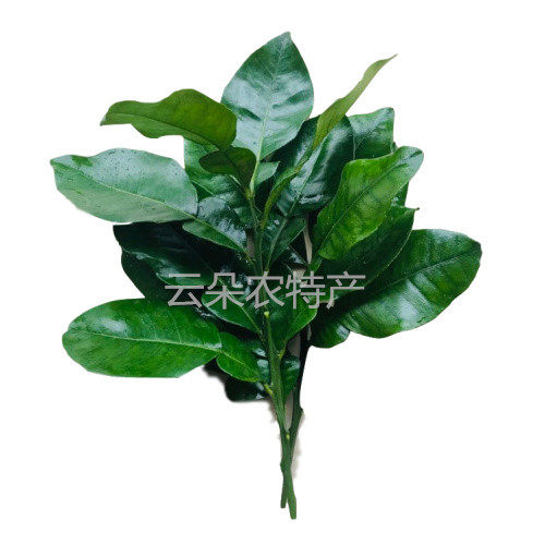 柚子叶新鲜碌柚叶艾草黄皮叶香茅桃枝 祈福乔迁新居去晦气转运_虎窝淘