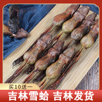 Long Ginseng Snow Clam Dry Whole Only Northeast Long White Mountain Forest Frog Dry 10 gr Snow Clam Oil Forest Frog Oil Buy 10 to send 1