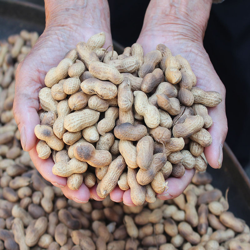 贵州特产柴火花生 农家柴火铁锅现炒小花生坚果零食炒货原味花生,淘宝优惠券,粉丝福利购,淘宝优惠卷