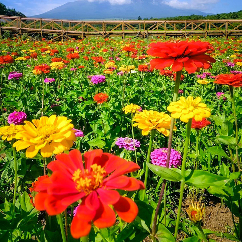 百日草花种籽子七彩重瓣花种子百日菊花籽庭院室外5
