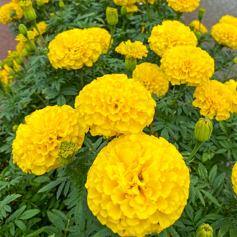 万寿菊花种籽子臭芙蓉菊花籽庭院室外驱蚊花种子5