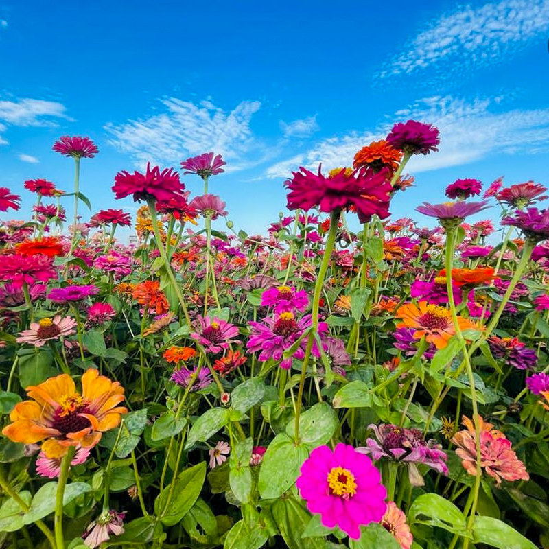 百日草花种籽子七彩重瓣花种子百日菊花籽庭院室外5