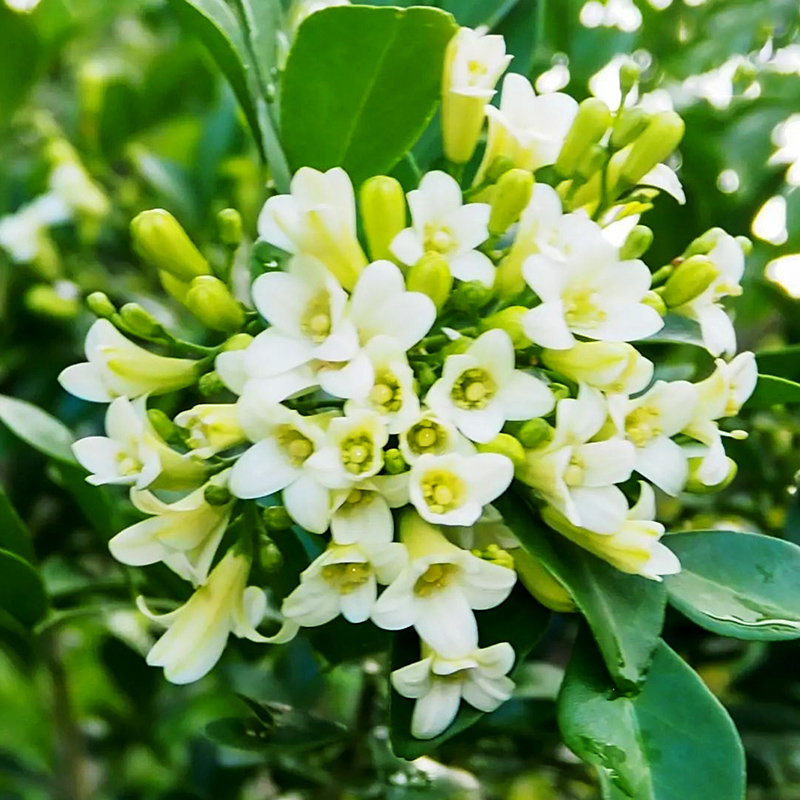 九里香种子花种盆栽花籽籽石辣椒九树香七里香种籽花种月橘种孑5-图0