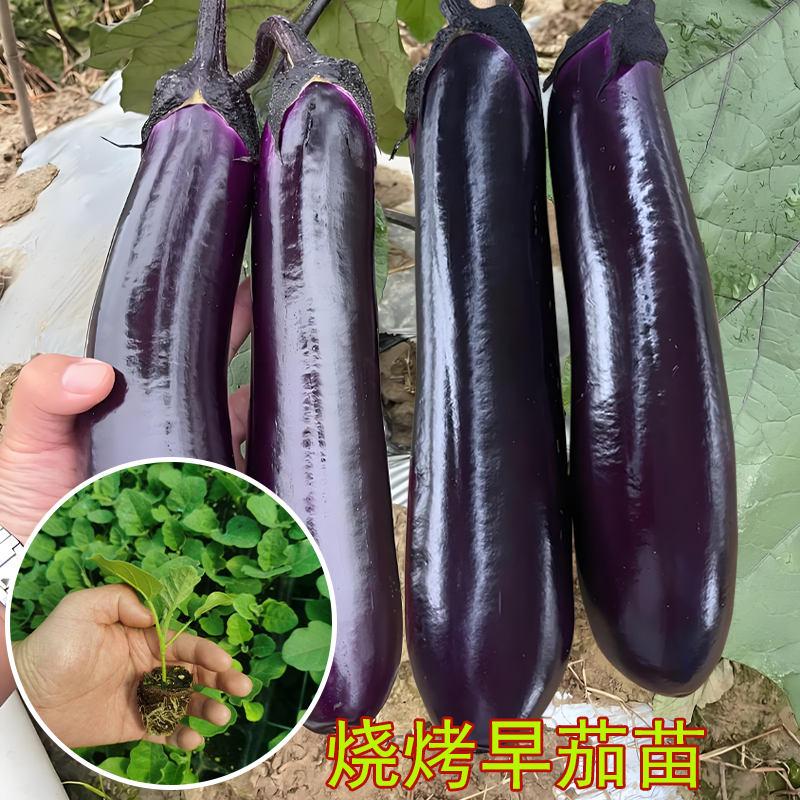茄子秧苗大全紫红烧烤绿罐白青茄子大全秧苗四季菜蔬菜种籽秧苗孑,淘宝优惠券,粉丝福利购,淘宝优惠卷