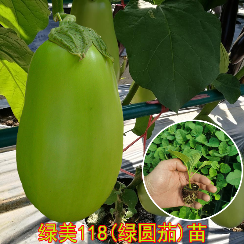 茄子秧苗大全紫红烧烤绿罐白青茄子大全秧苗四季菜蔬菜种籽秧苗孑,淘宝优惠券,粉丝福利购,淘宝优惠卷