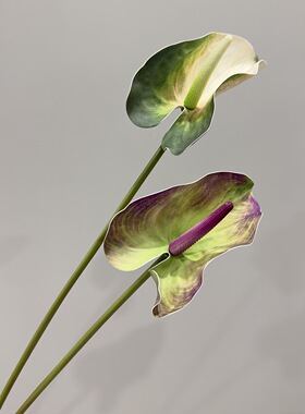 EVA特大海芋叶大红掌艺术插花家居装饰花艺设计婚庆家具摄影仿真