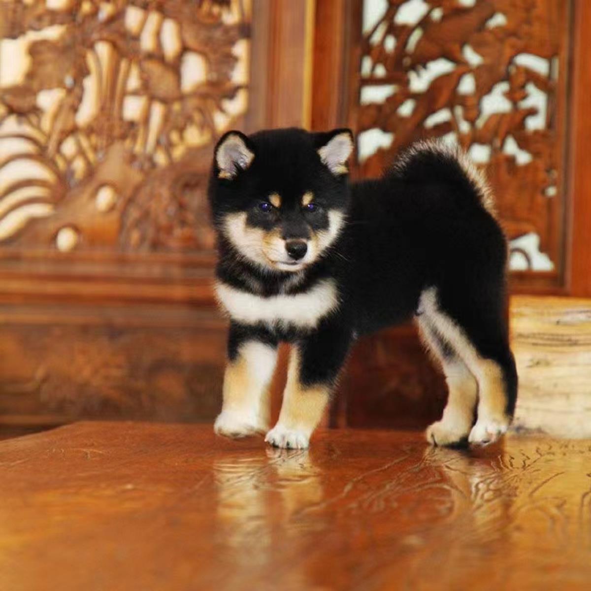 纯种柴犬幼犬活体日本柴犬幼崽柴犬小型犬赤色豆柴幼犬活体宠物狗-图0