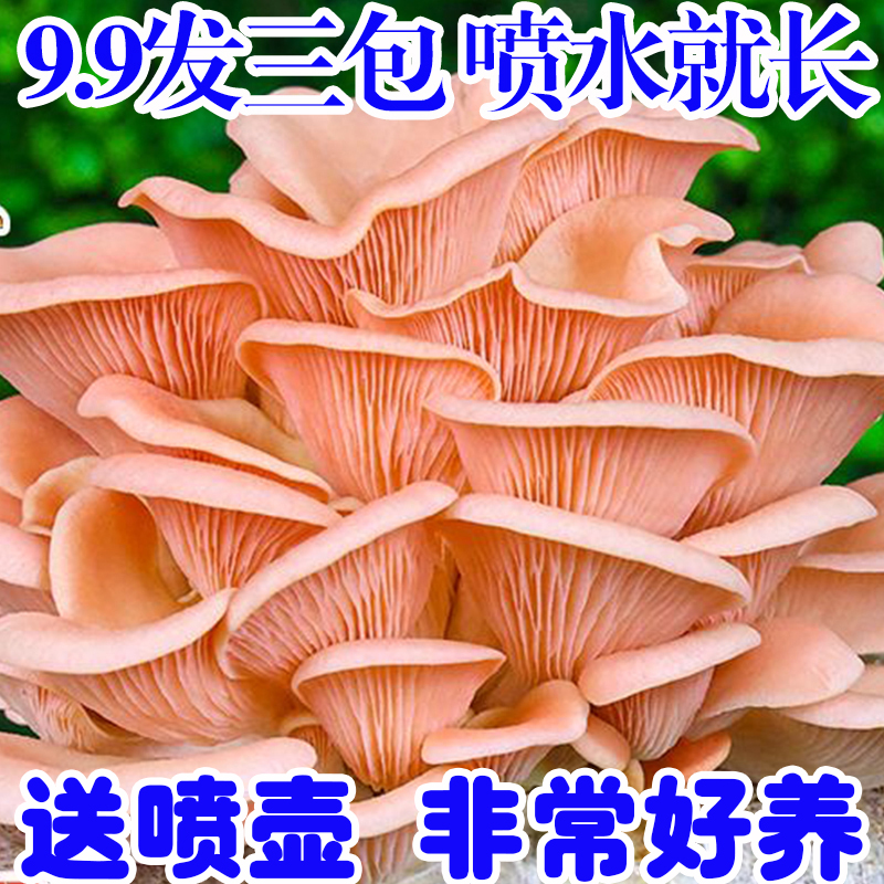 【9.9发3大包】蘑菇菌包平菇四季菌包好养菌菇包种植包食用菌菌棒 - 图1