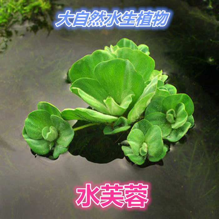 鱼缸水葫芦水草浮萍水芙蓉浮水植物水培凤眼莲鱼池龟缸净化水质-图2