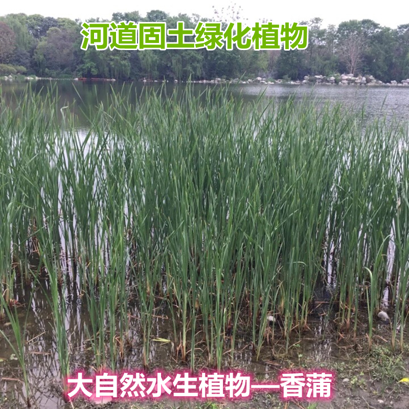 香蒲苗水烛蒲草菖蒲蒲黄香蒲棒池塘湿地公园绿化造景水生挺水植物 - 图0