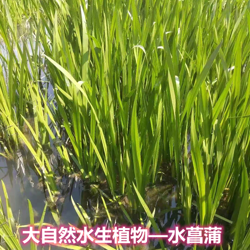 水菖蒲苗水草龙根臭蒲净化水质鱼池龟缸沼泽过滤水培挺水植物造景-图1