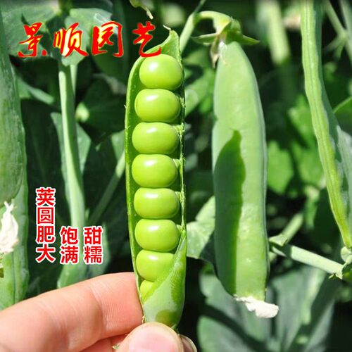 硬荚豌豆种子剥壳麦豆青豆长寿豆甜籽春秋季农家冬豆大田蔬菜种孑 - 图2