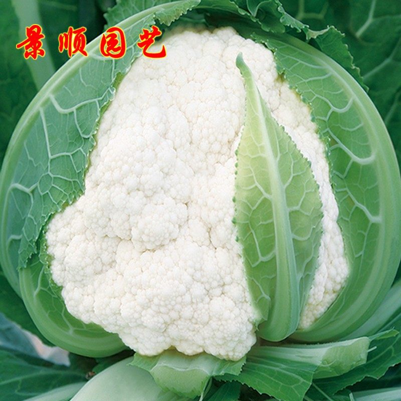 白菜花种子紧实白花椰菜种籽秋季蔬菜种孑高产种菜老品种花菜菜籽,淘宝优惠券,粉丝福利购,淘宝优惠卷