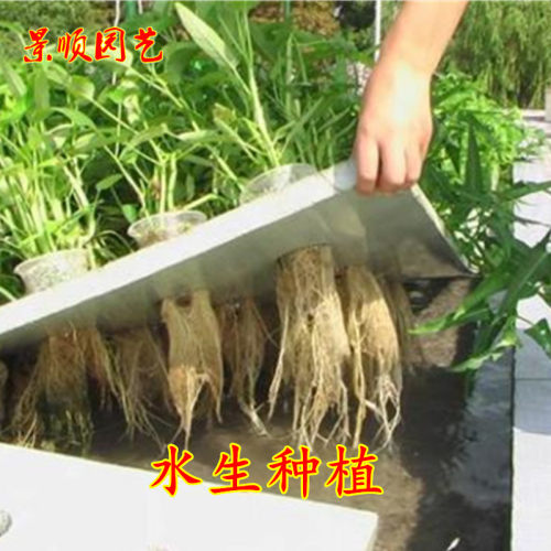 四季大叶白梗空心菜种子水生攀爬蕹菜蓊菜通心菜种籽阳台蔬菜种孑 - 图2