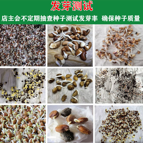 水果草莓种子水果种籽阳台四季家庭春季秋冬季盆栽奶油红草莓种孑 - 图0