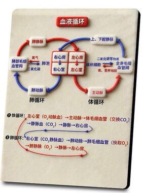 脑梗塞位置图解相框血管供
