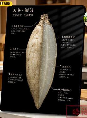 山药解剖结构图摆台白色材