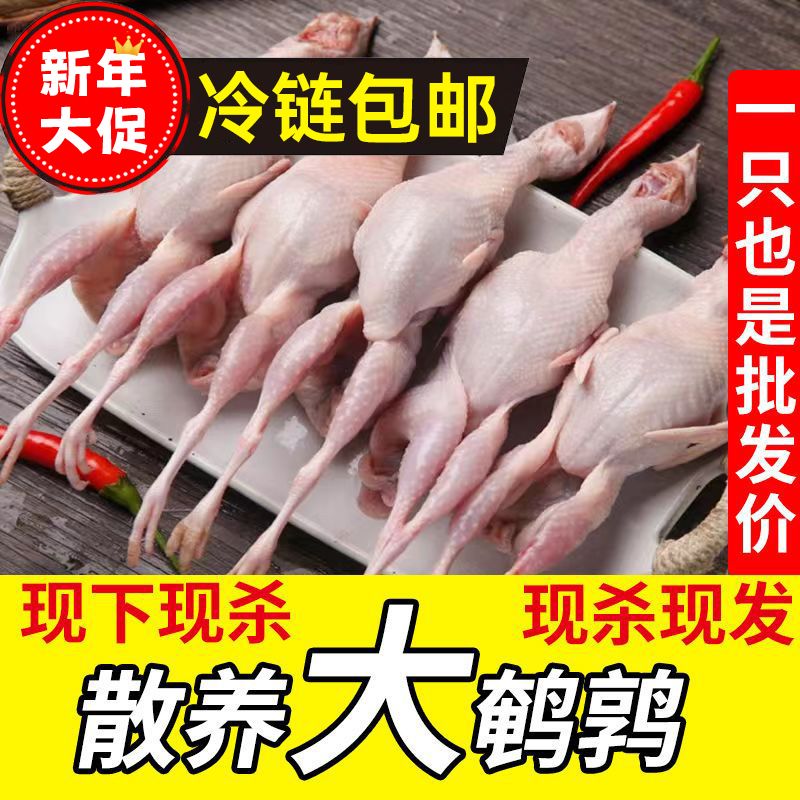 【顺丰包邮】母鹌鹑放血特大号去内脏冷冻新鲜优选散养煲汤整箱 - 图0