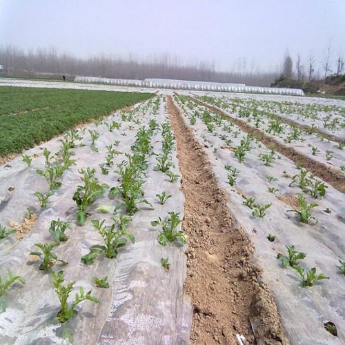 农用地膜薄膜纸白膜地摸塑料溥膜加厚种植白色透明种菜地膜一次性 - 图1