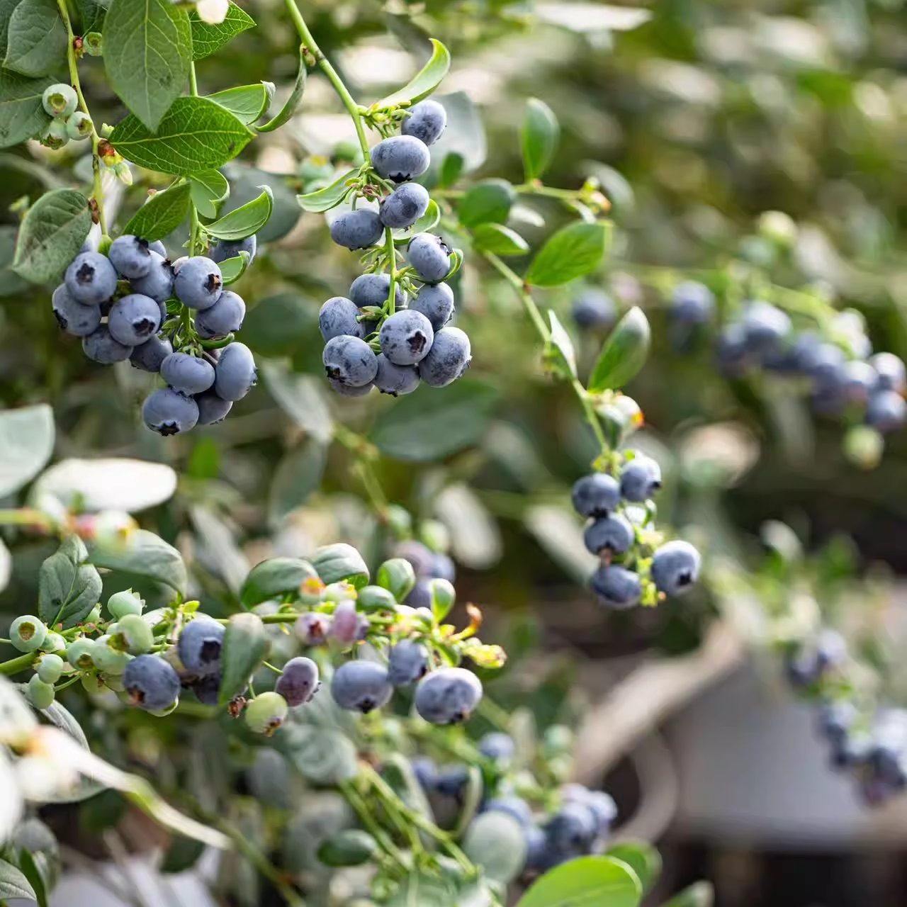 蛋婶儿高原花香蓝莓云南新鲜当季时令水果云南现摘现发星莓顺丰,淘宝优惠券,粉丝福利购,淘宝优惠卷