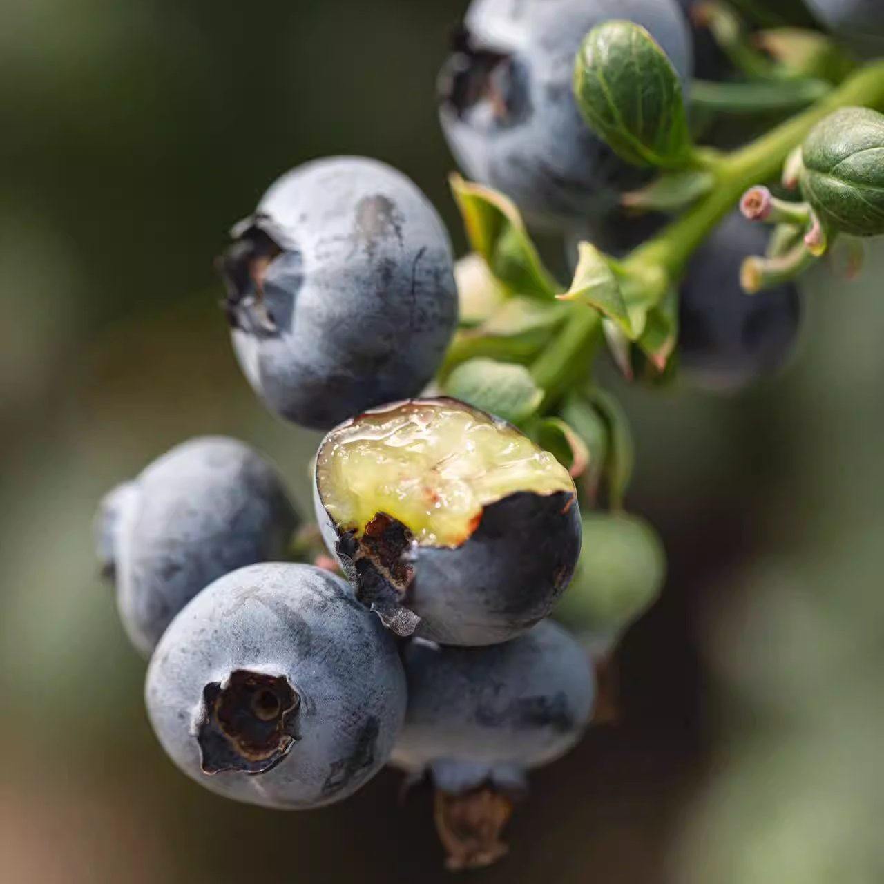 蛋婶儿高原花香蓝莓云南新鲜当季时令水果云南现摘现发星莓顺丰,淘宝优惠券,粉丝福利购,淘宝优惠卷