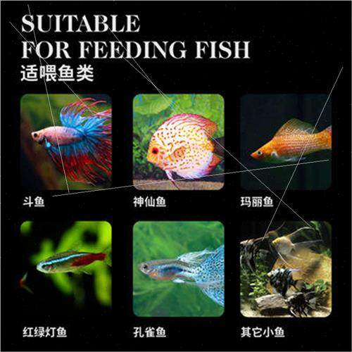 Thai fighting fish fish food small fish feed peacock fish tr - 图1