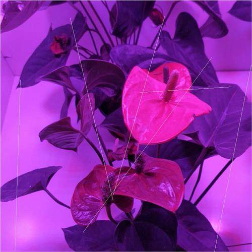 LED plant flood light 5730smd 6000lm full spectrum high powe - 图2