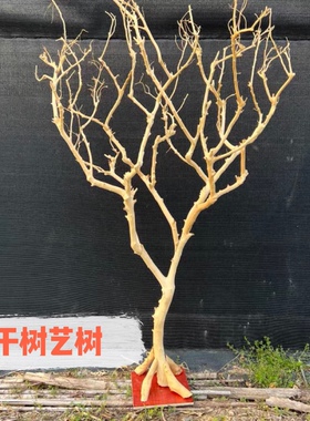 去皮干树枝造景室内原木装饰