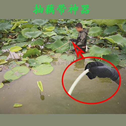 摘花椒专用神器不锈钢刀片防划伤桑叶采摘器护手手套拇指刀手指刀 - 图2