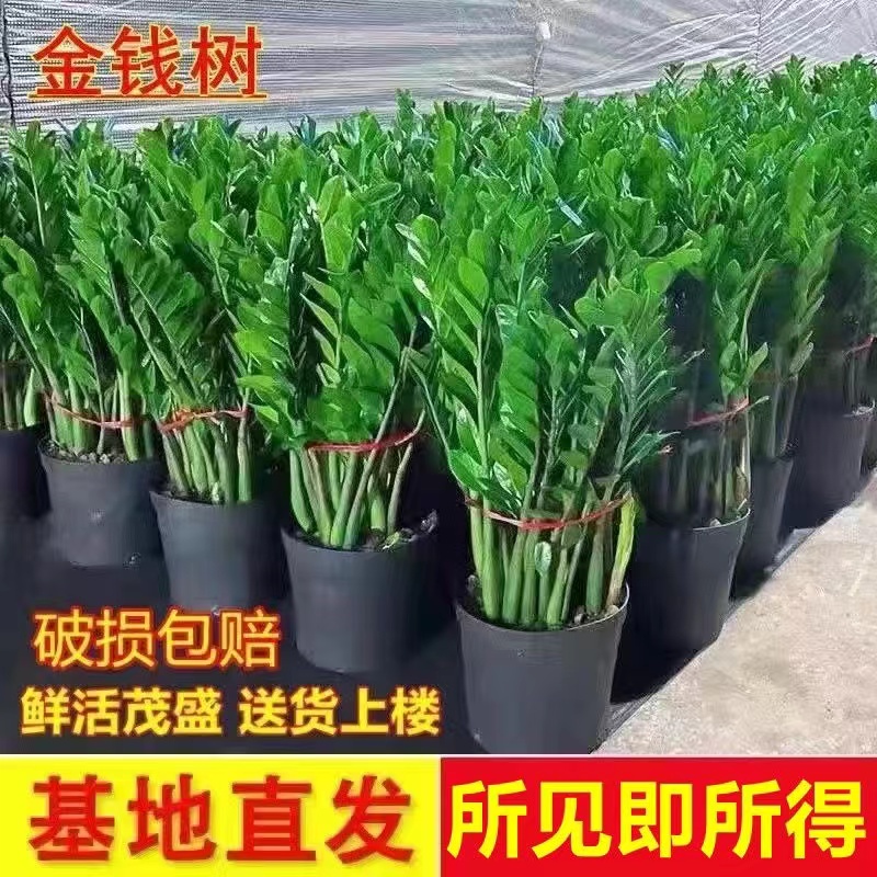 金钱树盆栽植物室内大绿植钱串子招财客厅四季常青发财树盆景 - 图2