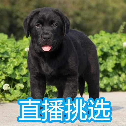 纯种拉布拉多幼犬活体奶白色黑色导盲犬神犬小七米黄米白宠物狗狗