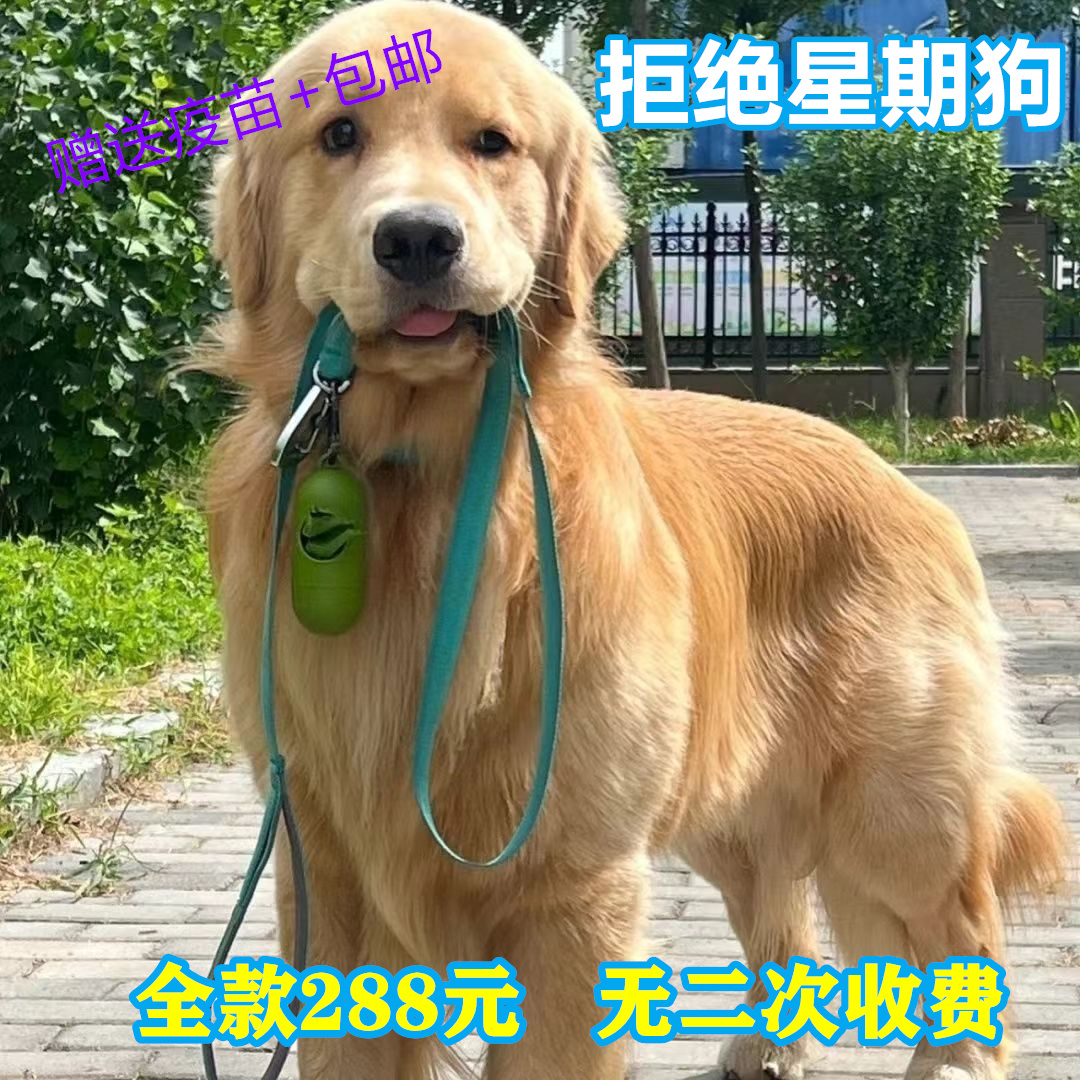 纯种金毛幼犬活体大骨架金毛犬导盲犬大型犬聪明家庭养宠物狗精品 - 图2