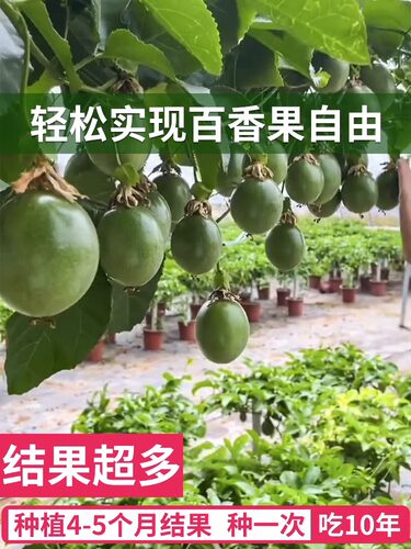 百香果树果苗盆栽南方北方庭院嫁接苗木种植水果黄金树苗四季结果 - 图1