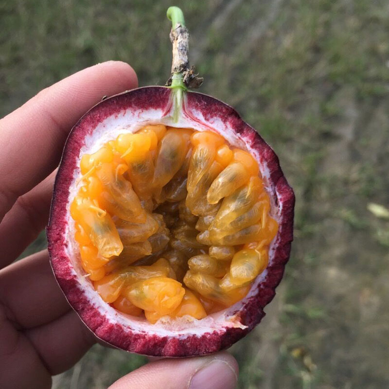 广西百香果当季紫皮白香果酱图片_2