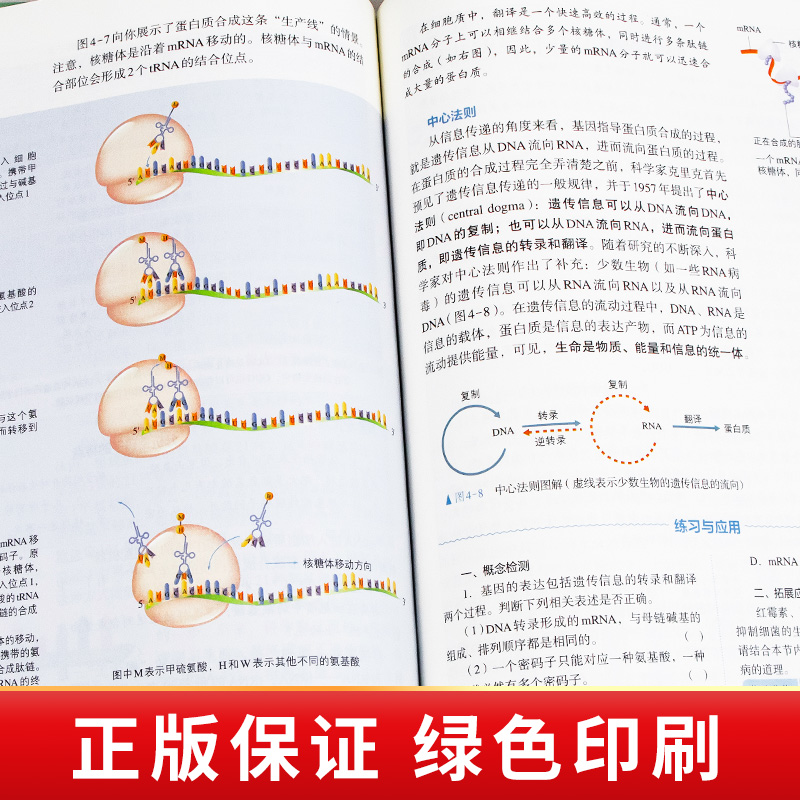 正版高中生物必修二课本人教版教材教科书生物学必修2遗传与进化人民教育出版社高一下册生物教材高中生物必修2二课本-图2