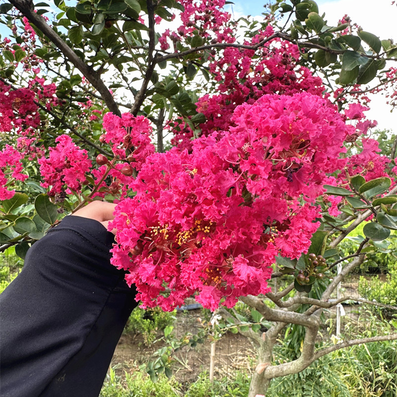 红花紫薇苗美国红火箭盆栽别墅庭院大型耐寒风景树丛生紫薇花树苗-图0