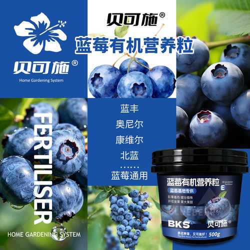 贝可施蓝莓有机营养粒膨果着色健壮植株果大果甜开花蓝莓基地 - 图1