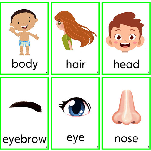 英语汉字拼音卡片身体部位闪卡 幼儿园儿童单词早教认知教师教具 - 图1
