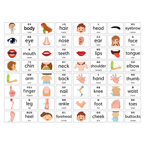 英语汉字拼音卡片身体部位闪卡 幼儿园儿童单词早教认知教师教具 - 图0