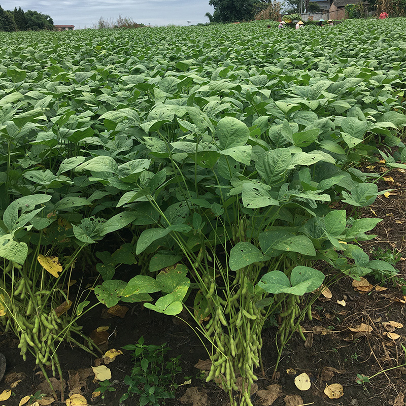 毛豆新鲜带壳青豆嫩黄豆生大豆豆荚商用疏菜四川本地素菜时令蔬菜 - 图1