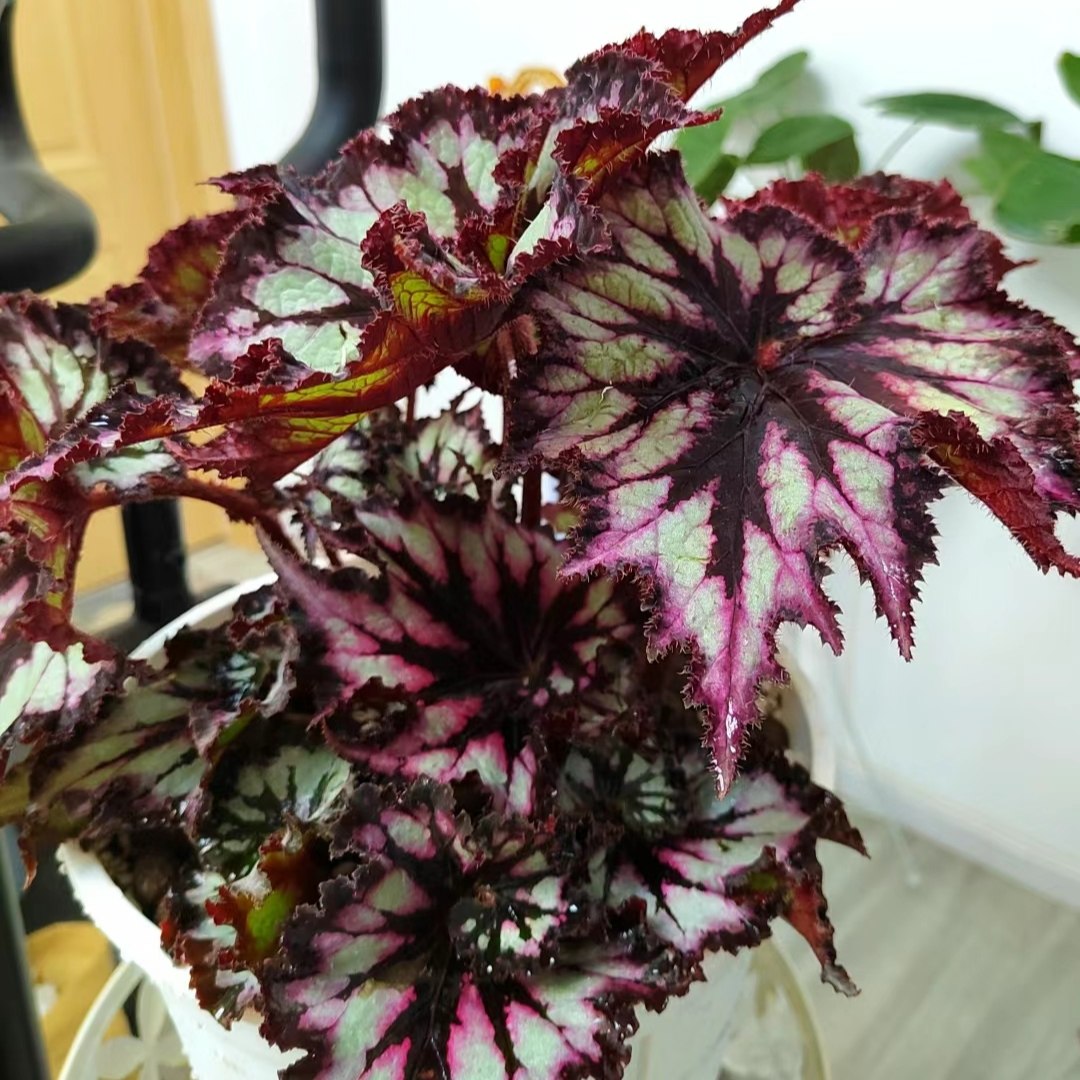 暗夜星空秋海棠绿植防辐射净化空气入门好养办公室阳台客厅盆栽,淘宝优惠券,粉丝福利购,淘宝优惠卷