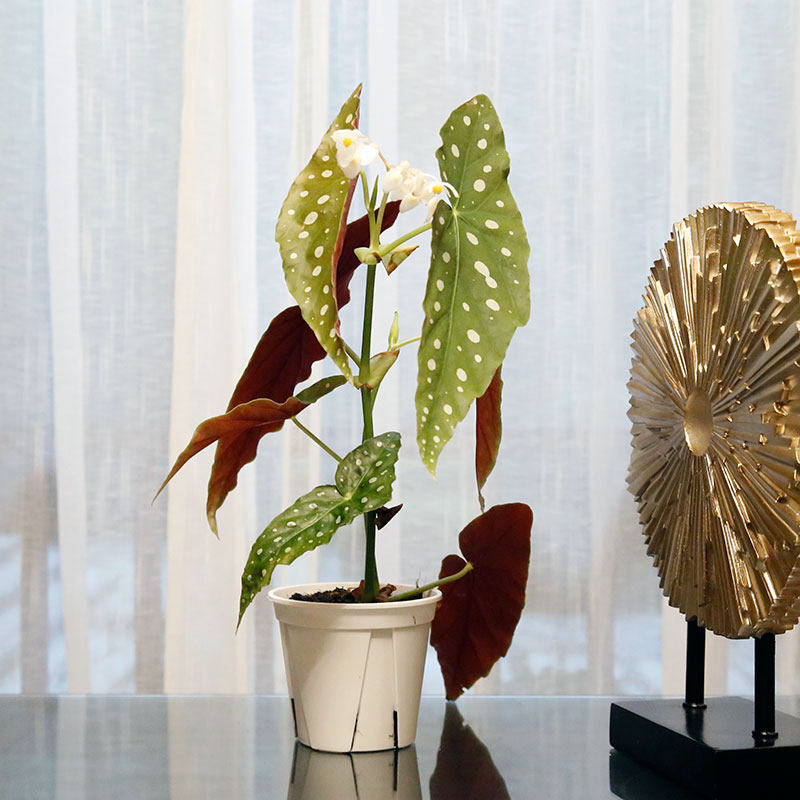 现货北欧网红植物鳟鱼秋海棠/白色恋人BegoniaMaculate室内绿植,淘宝优惠券,粉丝福利购,淘宝优惠卷