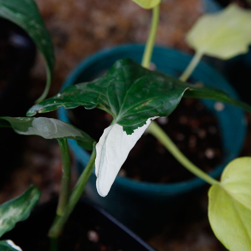 包邮白锦合果芋Syngonium Podophyllum Variegated室内绿植黄锦 - 图1