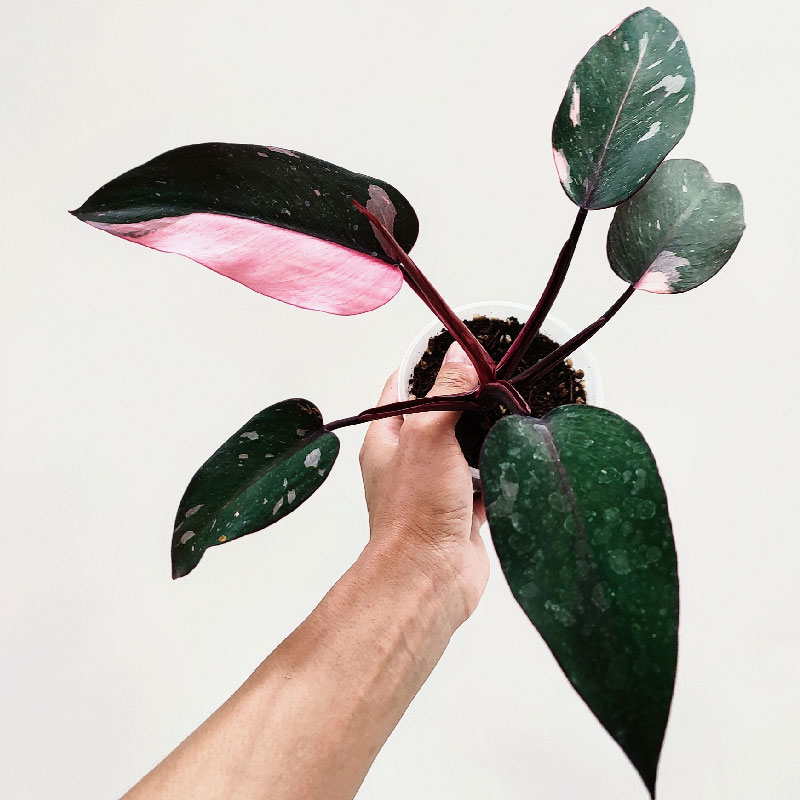 粉公主蔓绿绒粉锦philodendron pink princess白公主蔓绿一物一拍-图2